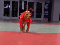 Ice Hockey Dog GIF by NHL