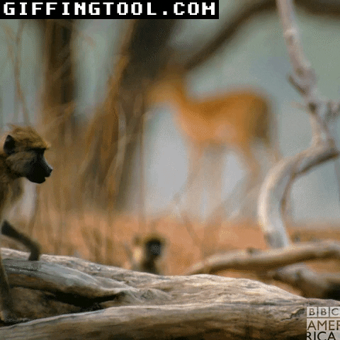giphyupload GIF