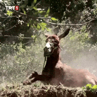 Listen Focus On GIF by TRT