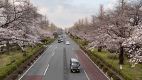 Cherry Blossoms Dot the Streets of Tokyo in Full Bloom