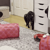 Silly Lilly GIF