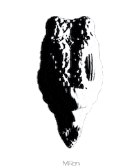 rolling black and white STICKER by Miron
