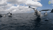 natgeochannel new zealand gordon ramsay uncharted national geographic uncharted GIF