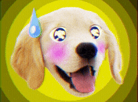 Confused Golden Retriever GIF by Bubble Punk