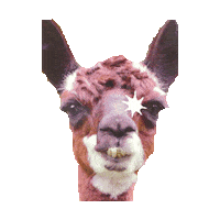 llama STICKER by imoji