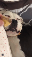 Deaf Dog's Dreams Come True as She Wakes Up to Cheeseburger