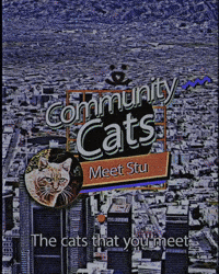 Cats In The Community