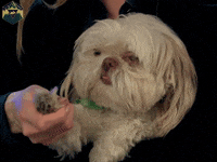 hyperrpg reaction cute dog hello GIF