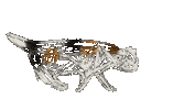 Cat Sticker