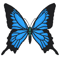 Kiwigifs Sticker