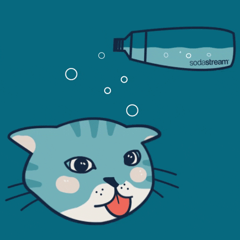 sodastreampolska giphyupload cat water cats GIF