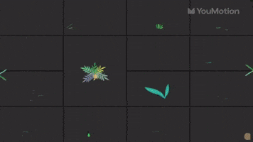 Flowers Animations