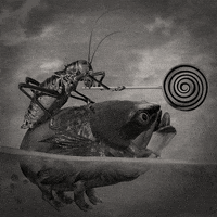 cricket GIF by Colin Raff