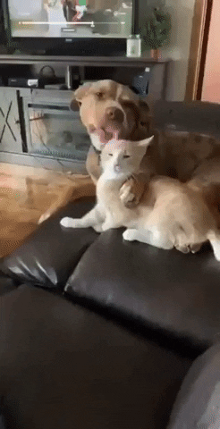 cuteanimalland giphyupload GIF