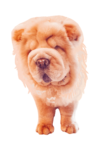 Chow Chow Sticker