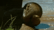 Baby Elephant GIF by Discovery