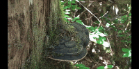 Water Forest GIF by DIIMSA Stock