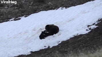 Grizzly Mom and Two Cubs Enjoy Playtime