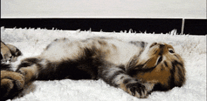 cat stretching GIF by Cheezburger