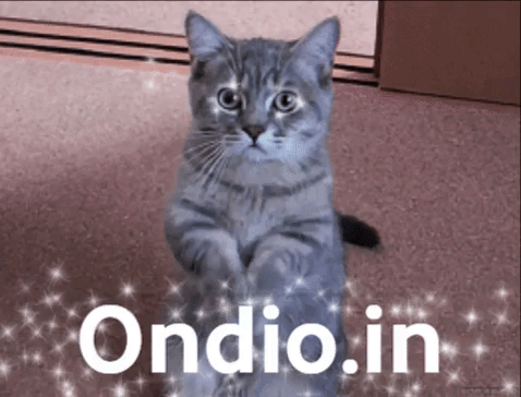 cat pray GIF
