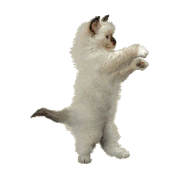 dance cat STICKER by imoji