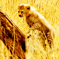 cheetah GIF