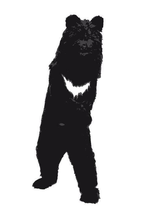 Dance Bear Sticker by CRITIC