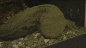 red panda lol GIF by LeVar Burton Kids