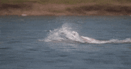 ProTriathletesOrg swim triathlon triathlete pto GIF