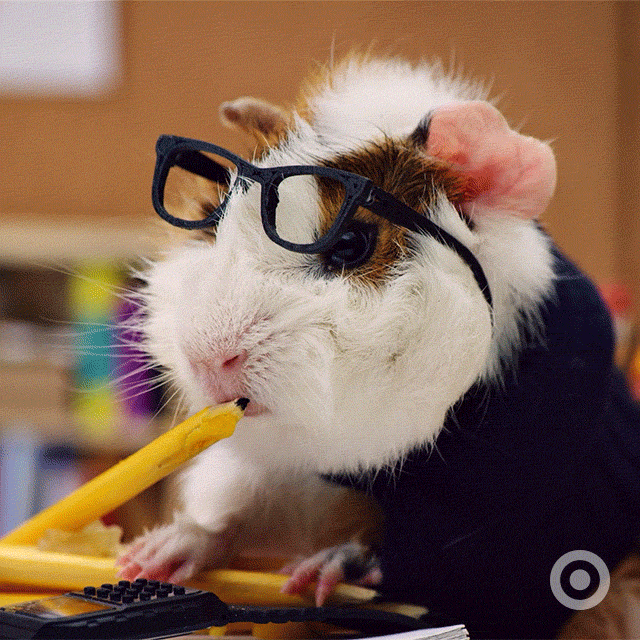 Video gif. Cute guinea pig wearing a dark sweater and dark framed glasses askew on its face sits at a desk looking down at chewed pencils then back at us.