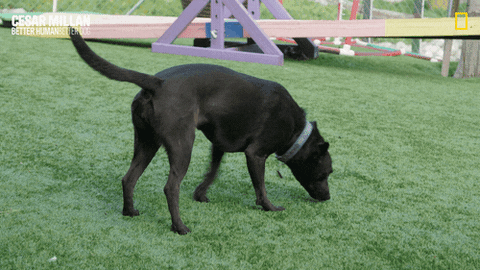 Dogwhisperer GIF by National Geographic Channel