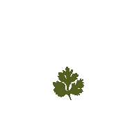 HO66 vegan plant leaf grow Sticker