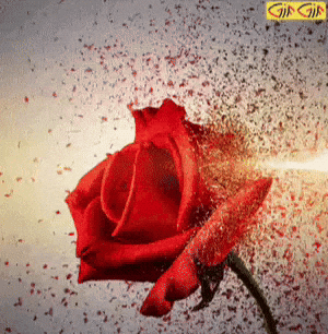 enayatperak giphycreatortest GIF