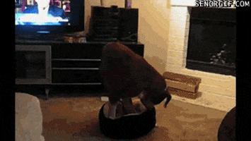 dogs beds GIF by Cheezburger