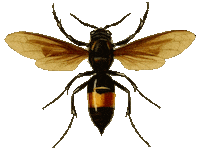 Fly Wings Sticker by babywild