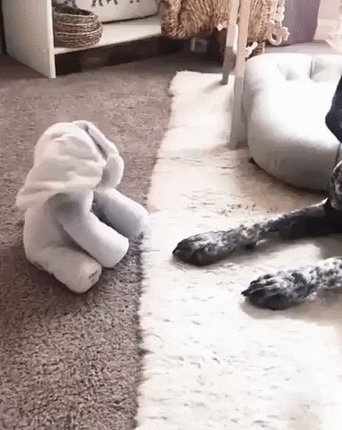 cuteanimalland giphyupload GIF