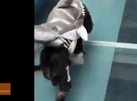 Dog Dressed as Shark Wanders Around Human Office