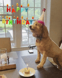 Happy Birthday Dog GIF by arielle-m