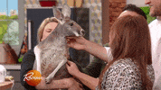 happy red kangaroo GIF by Rachael Ray Show