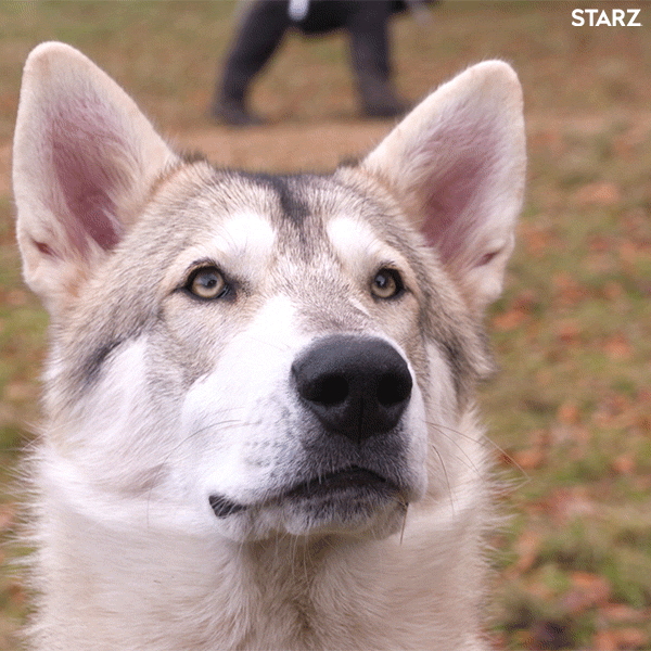 Season 4 Dog GIF by Outlander