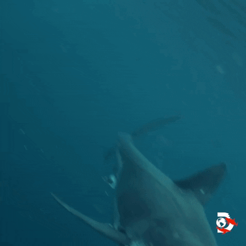 Swimming GIF by Shark Week