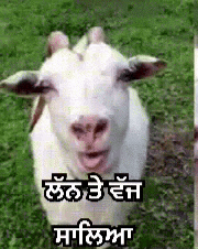 Desi Punjab GIF