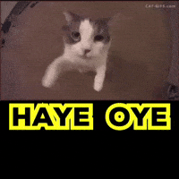 Cat India GIF