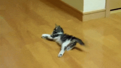 cat omg GIF
