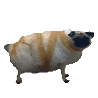 Dog Puppy Sticker by imoji