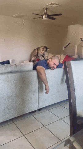 cuteanimalland giphyupload GIF