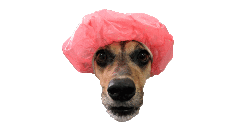 Dog Viralata Sticker by Nutella Furacão