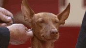Happy Long Hair GIF by American Kennel Club