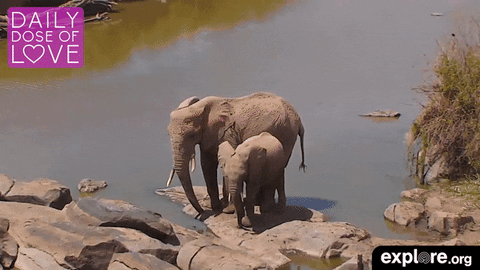 elephant africa GIF by explore.org