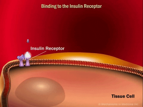 mackenziestratton giphygifmaker insulin glucose GIF
